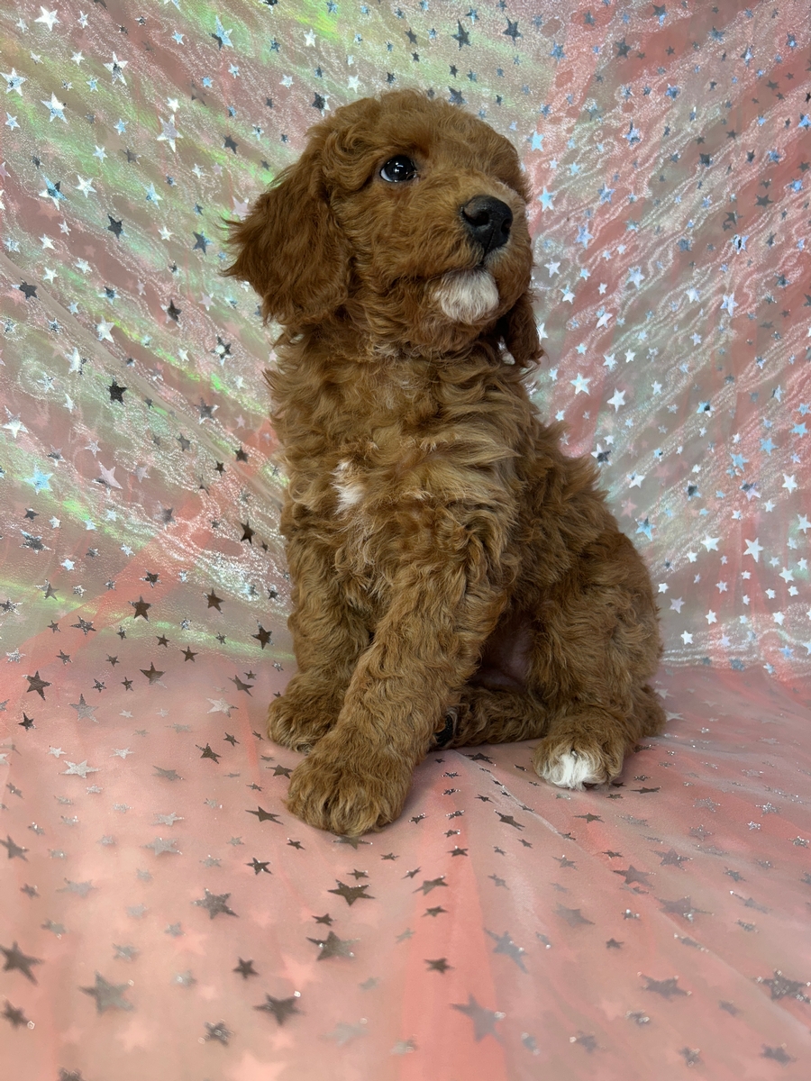 Female F1b Cockapoo Puppy for Sale DOB 11-20-2025 $950